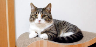 特大爪とぎをプレゼントされた猫