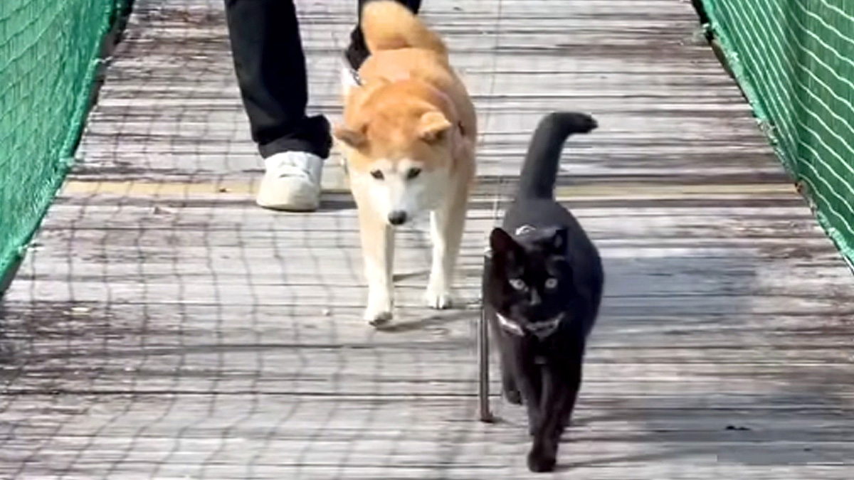 吊り橋を散歩する犬と猫