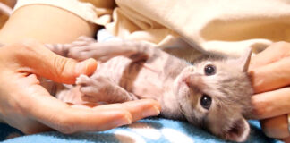 膝の上で甘える子猫
