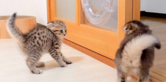 やんのかステップをする子猫