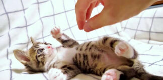 遊ぶ子猫