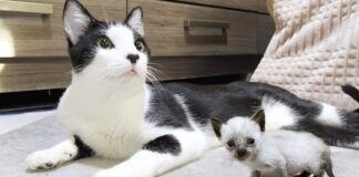 先住猫と子猫