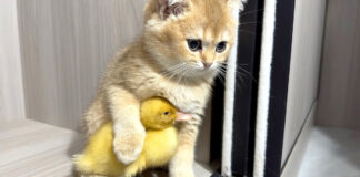 仲良しなヒナと子猫
