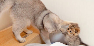 返り討ちにあう子猫