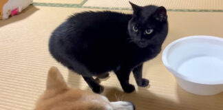 荒れ狂う猫