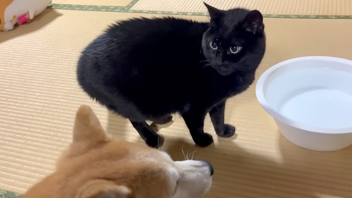 荒れ狂う猫