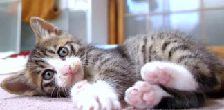 カメラ目線の子猫