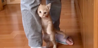カメラに気づいた子猫