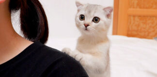 父猫が気になる子猫