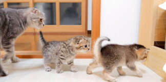 子猫達を止める母猫