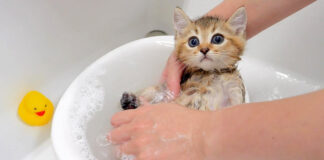 お風呂に入る子猫