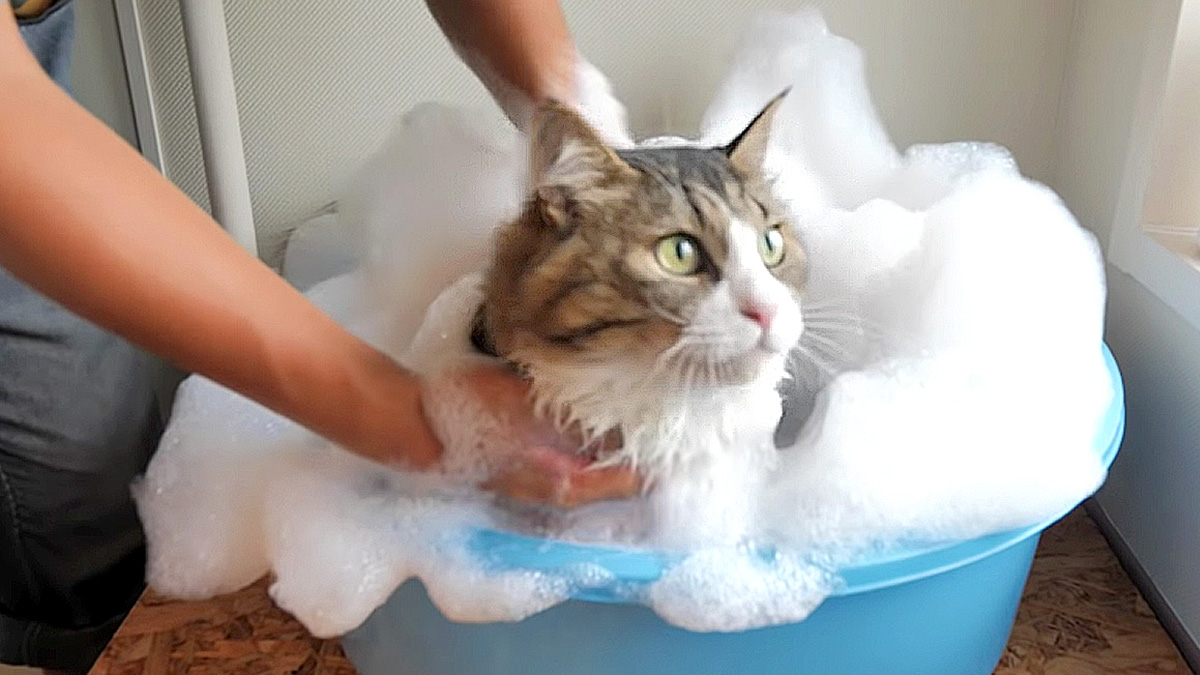 お風呂で洗われる猫