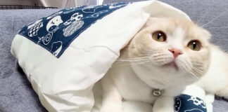 布団に入る猫