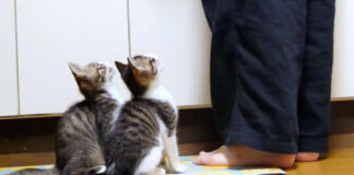 ご飯を催促する子猫達