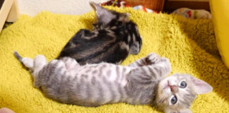 ご飯の時間に起こされた子猫