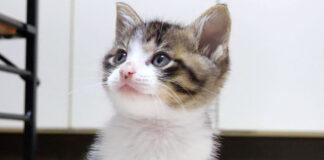 変顔する子猫