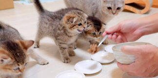 ご飯が待てない子猫達