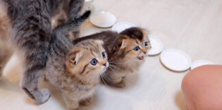 ご飯が待ちきれない子猫達