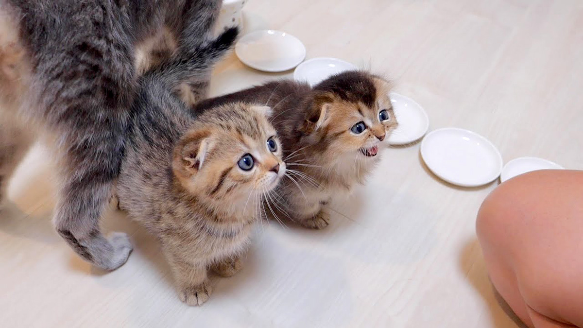 ご飯が待ちきれない子猫達
