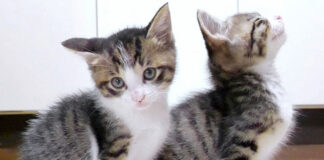 ご飯が待ちきれない子猫達