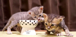 初めて離乳食を食べる子猫達