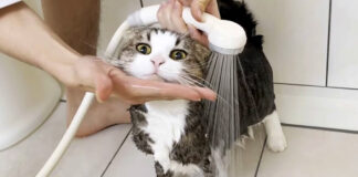 シャワーを浴びる猫