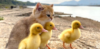 アヒルのヒナと旅に出た子猫