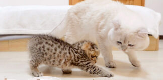 ご飯を隠そうとする子猫