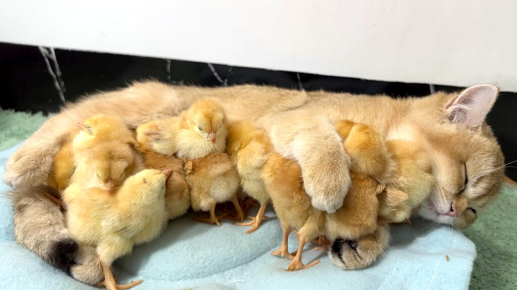 ねこひよこ hiyokomom_neko_title-1024x576.jpg