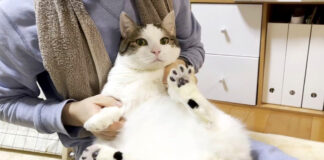 お兄ちゃんに雑に扱われる猫