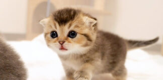 探索する子猫