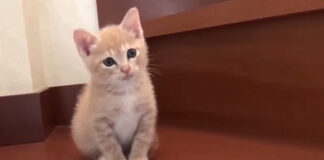 階段にヤキモキする子猫
