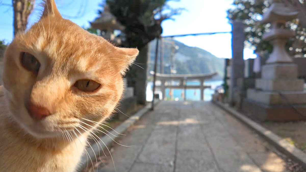 神社で出会った猫