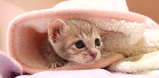 上手に隠れ過ぎた子猫