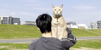 肩に乗る猫