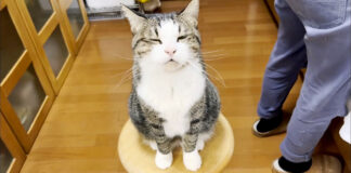可愛い言い訳をする猫