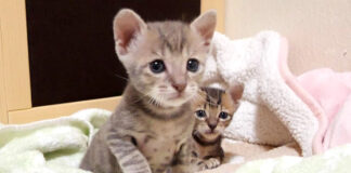 喧嘩しちゃった子猫達