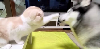 犬に猫パンチを繰り出す猫