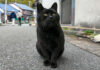 猫島で出会った猫