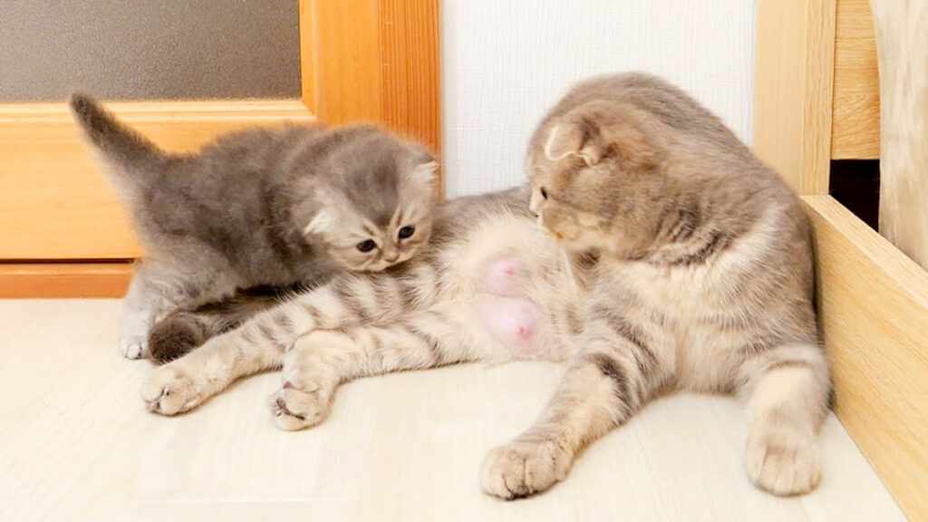 ミルクを飲ませたい母猫と遊びたい子猫の攻防がとっても可愛かった