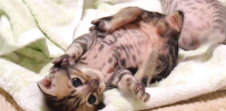 お腹いっぱいの子猫