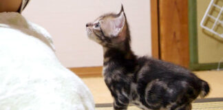 兄弟が羨ましそうな子猫