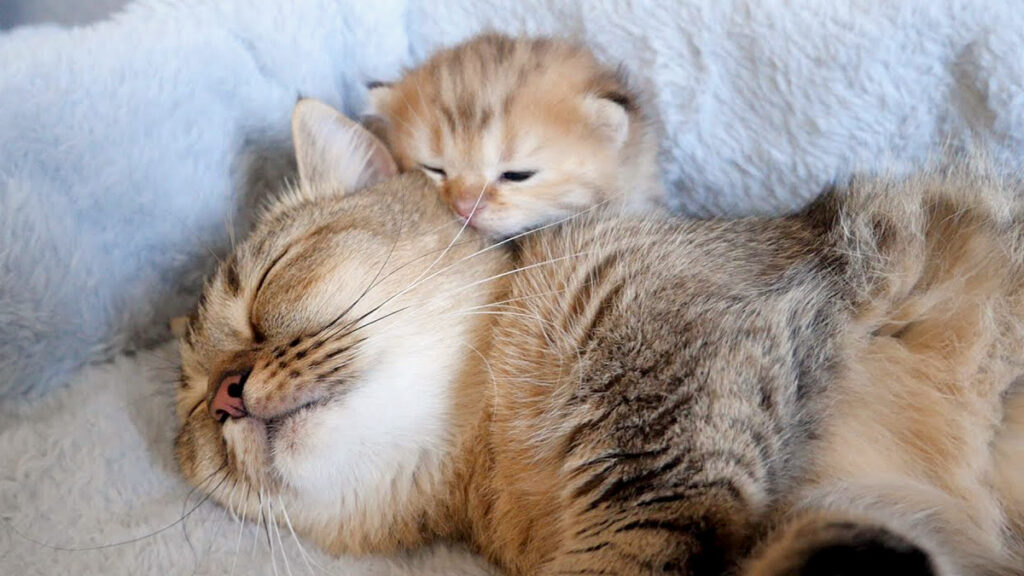 猫の親子 猫の親子の絆を表現 本物 シルクスクリーン 猫の親子 猫の