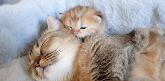 母猫に奇襲を仕掛ける子猫