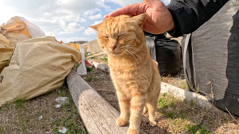 茶トラ猫について行ってみたら… そっくりな仲間の猫を紹介してくれた