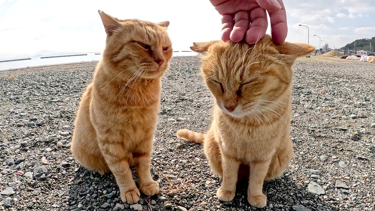nakamasyokai_neko_title.jpg