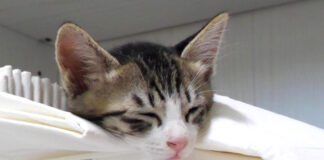 予想外の場所で寝落ちした子猫