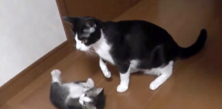 子猫を気にする母猫