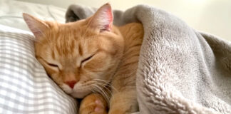 布団で眠る猫