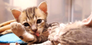 毛づくろいする子猫